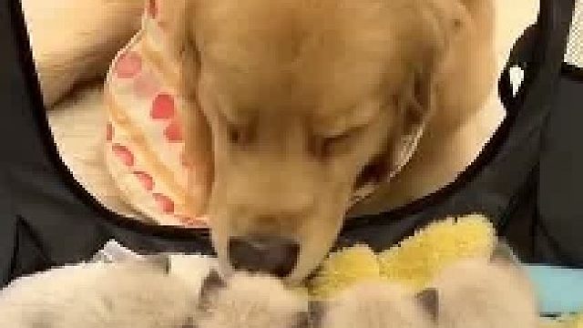 金毛睡觉前要吸一口小猫