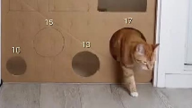 猫：咪有的是力气跟手段