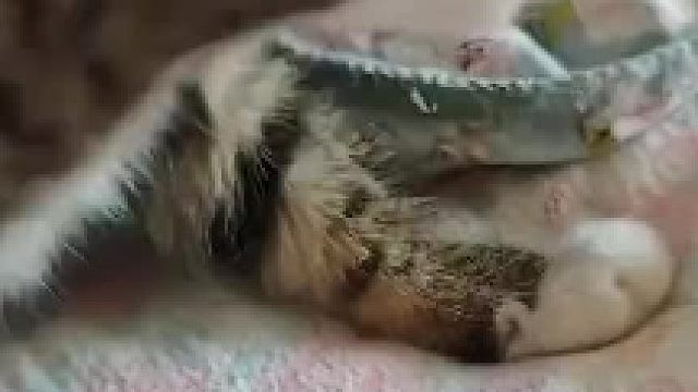 小猫睡觉把脚睡麻了​