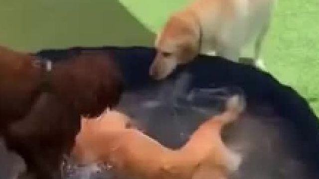 炎炎夏日里为了纳凉各显神通的狗狗们