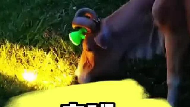 牛无夜草不肥啊！哈哈