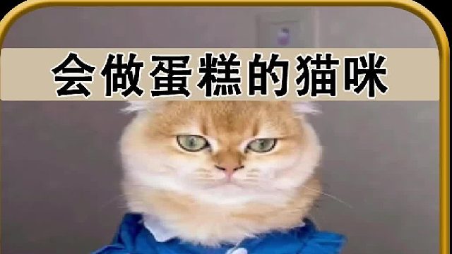会做蛋糕的猫咪