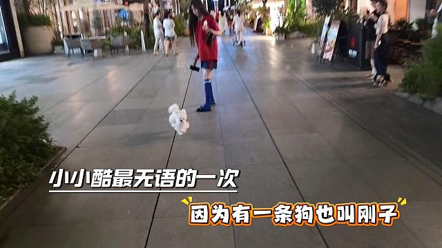 小小酷最无语的一次，因为有一条狗也叫刚子