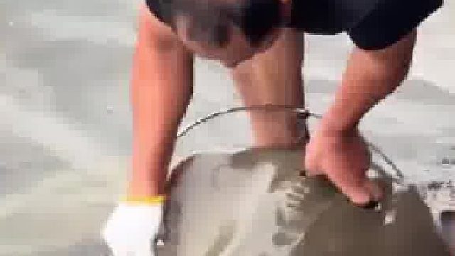 大爷在海边抓到魔鬼鱼，竟直接徒手将毒刺掰下来