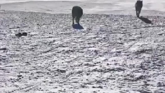 原来我们老祖宗都是这样把狼群训练成狗