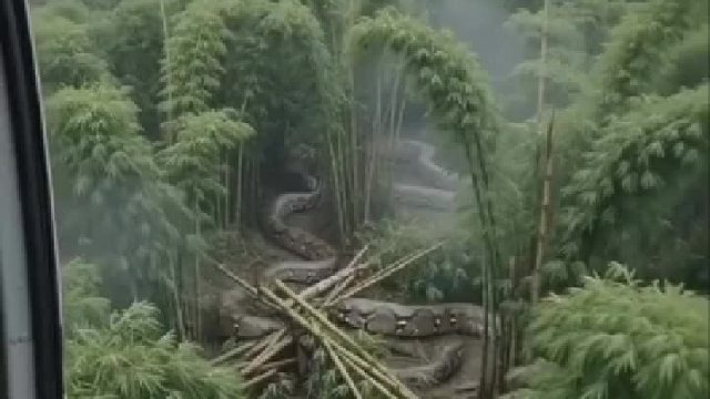 “直升机航拍深山竹林，赫然出现一条巨型巨蟒，蜿蜒穿梭在密林之中”​