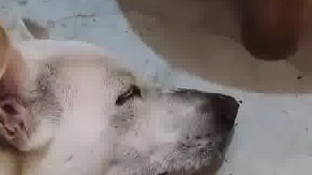 蚊子趁狗睡觉对着鼻子猛吸，结果太贪心把肚子撑爆