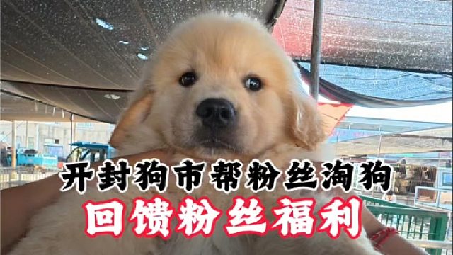 寻宠八年感谢陪伴回馈粉丝，无论花落谁家，都希望你是真的喜欢它