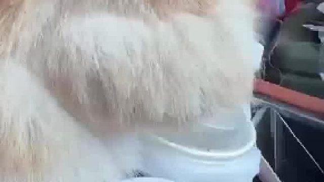 再三强调称帮朋友问一下啊狗屁股“插进”可乐吸管“朋友”不知情的给喝完了
