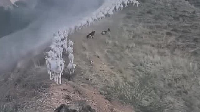 主人带着牧羊犬来放羊，牧羊犬坐在原地仔细观察羊群走向