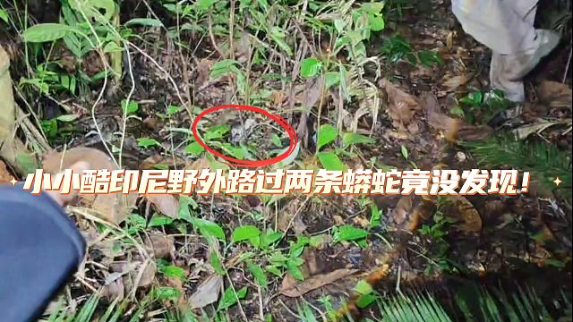 小小酷印尼野外路过两条蟒蛇竟无人发现!
