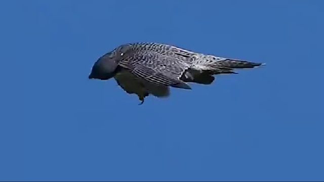 渡鸦竟敢挑衅游隼，不知道空中霸主的厉害，结果遭到游隼降维打击​
