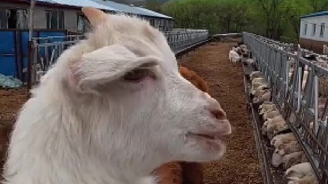 发现未知声带安装包