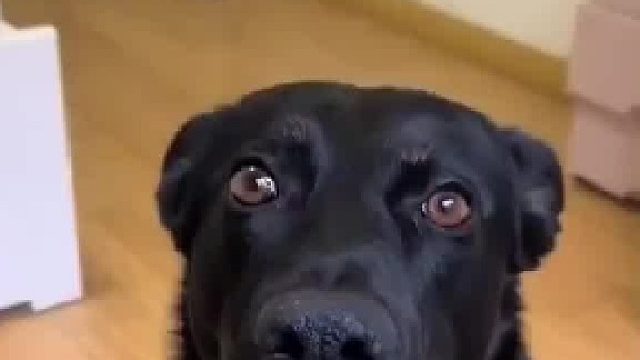 主人说狗狗立耳失败，吃了一个月鸡鱼蛋肉，当听说不喂了，瞬间立耳成功