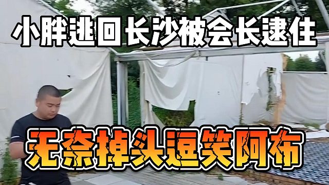 小胖逃回长沙被会长逮住，无奈掉头逗笑阿布