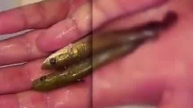 男子晒出养了11年的巨骨舌鱼，从当初的九厘米长到了如今的两米六