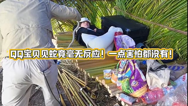QQ宝贝见蛇竟毫无反应！一点害怕都没有！