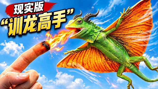 现实版“训龙高手”！带你近距离看飞蜥张翅滑翔的全过程