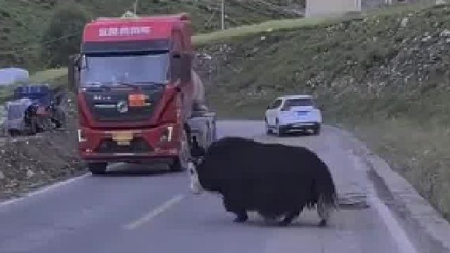 大货车差点撞到过路的牦牛，幸好牦牛反应快，及时退后