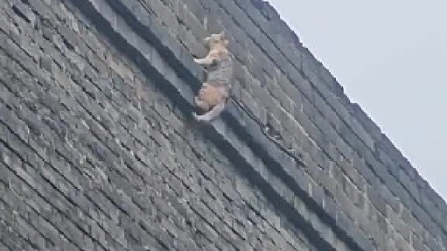 猫咪从数十米高的城墙上摔下，热心游客拿毯子从底部接住，被网友指责帮了倒忙：没他们猫早脱险了
