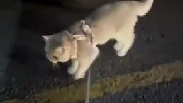 有强迫症的小猫会惩罚每一个不按规矩停车的人​