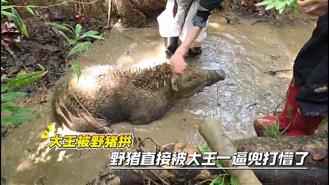 大王被野猪拱，野猪直接被大王一逼兜打懵了