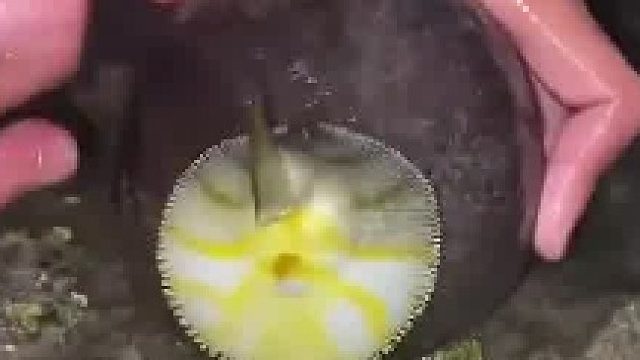 网友深夜赶海撬开烂椰子，掰开瞬间发现一窝海鱼，收获满满