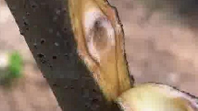 简单的嫁接技巧​