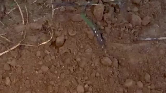 鼹鼠怎么回收 鼹鼠 鼹鼠的故事 鼹鼠怎么回收呢_