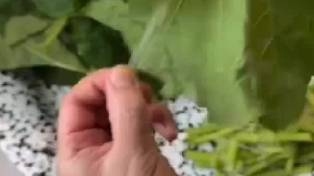 韩国主妇的夏天餐谱：