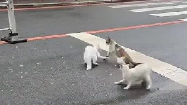 小花：我这眼睛打重影了吗？​