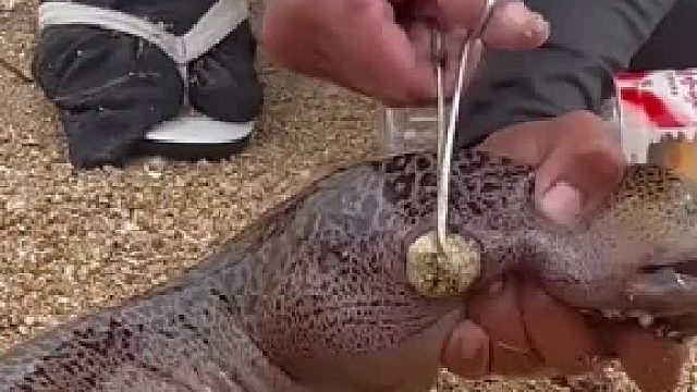 鳗鱼被寄生了，看着太吓人了，网友：开始以为是个藤壶...