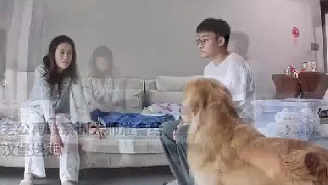 金毛在家攻击女主人，男主人联系训犬师准备将狗送走