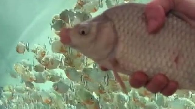 想知道食人鱼的克星是什么鱼​