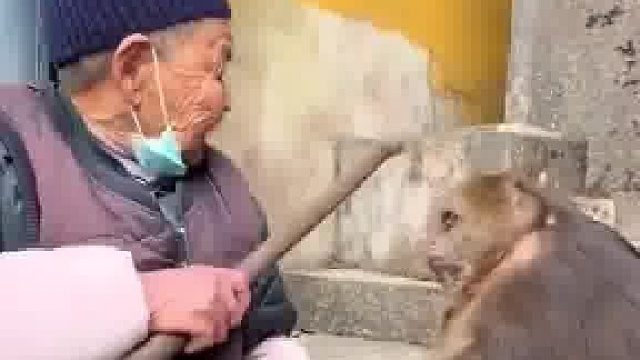 游客惊险摸独臂大猩猩，猩猩反击幸有高僧在场