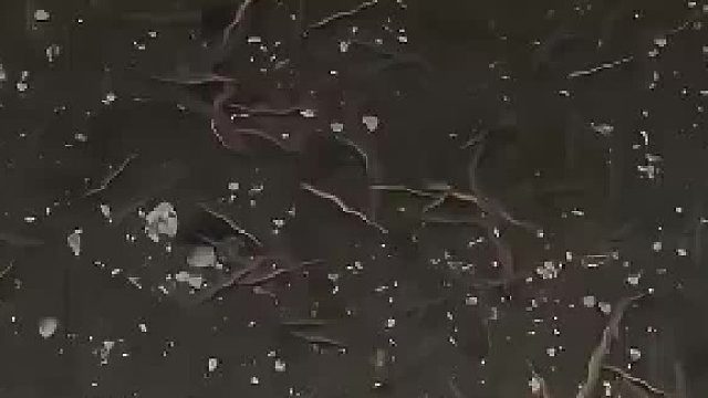 这个是小刀鳅鱼吗？​