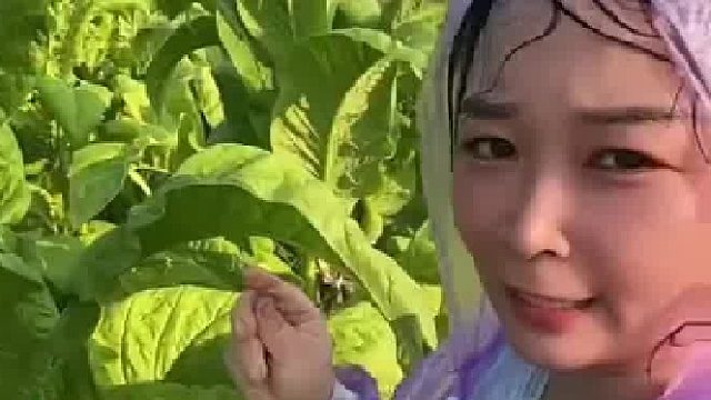 女子称男生们喜欢抽的烟都是这叶子，贵的在上面便宜的在地下掉着