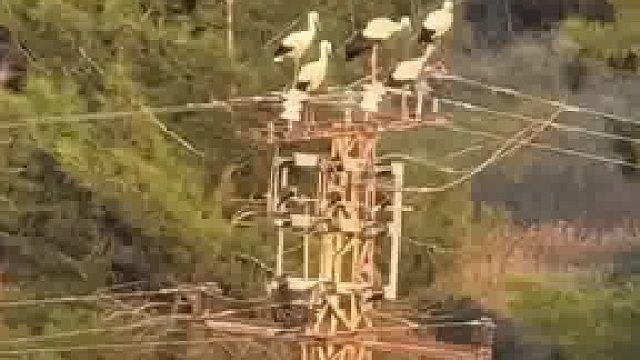 白鹭落在高压电线上休息，不料瞬间发生触电意外
