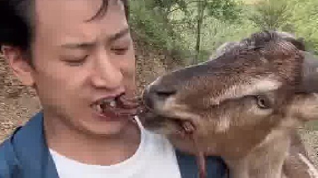 夏天男子在野外吃辣条，羊看到了直接抢男子嘴里的​