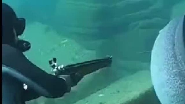这么大一条能带你在海里飞