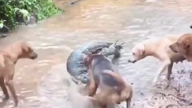 汪星人大战巨蜥，狗子战力太猛了​
