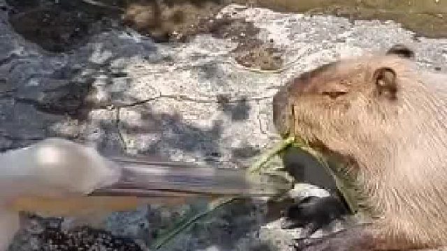 当卡皮巴拉被鹈鹕抢吃的……
