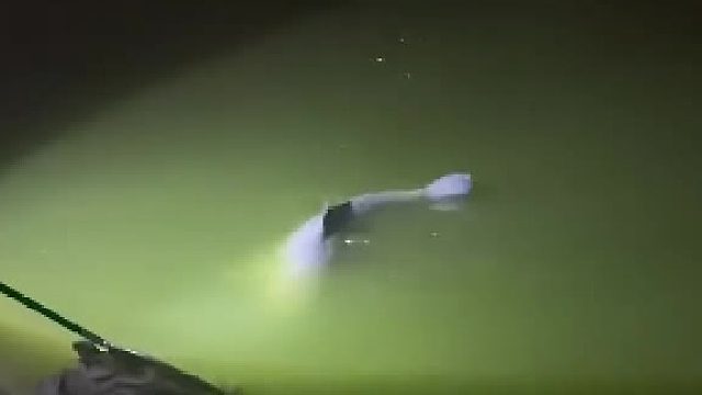 钓鱼佬夜钓到近百斤的大青鱼，遛到岸边拿抄网捞起后 没想到...