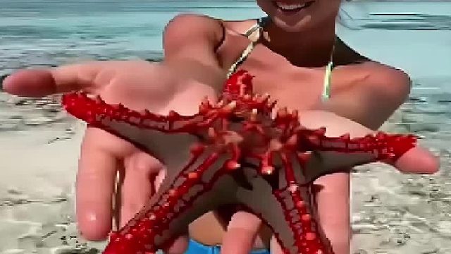 为什么不要拿起海星拍照的原因