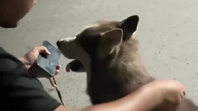 假装将绳子解开，狗子直接扭头就跑 结果尴尬了