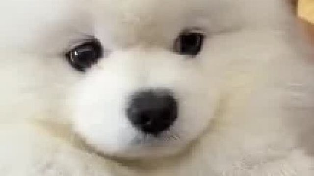 犯错后被批评的小狗，好像个玩偶