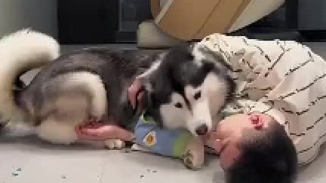 爹是亲爹，妈是后妈，哈士奇宝宝分的可清了(°ο°)