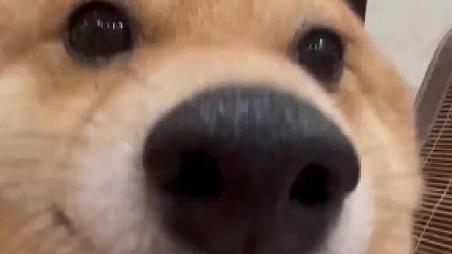 狗：你离我太近了