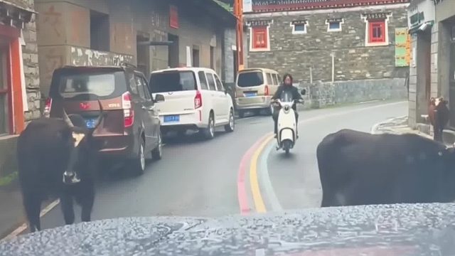 本地牛还得本地人来治才让路，外地人牛不给让路。
