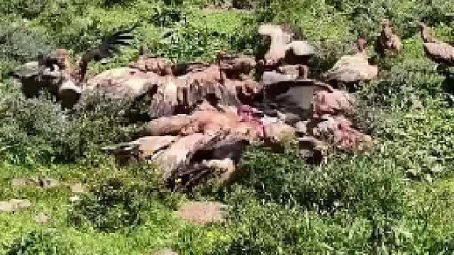 躺那装死，会不会被吃